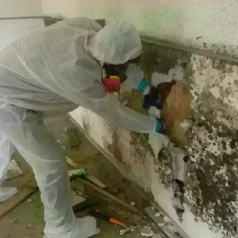 Mold Remediation and Removal in Aledo, IL